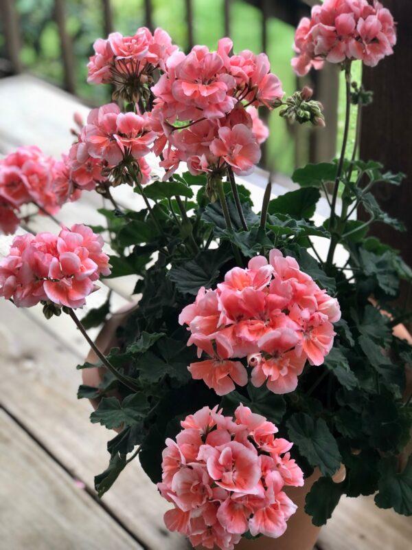 Geraniums bloom at Yvonne Christ's house. (Courtesy of Yvonne Christ)