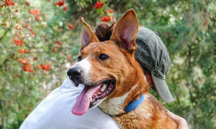 Adopting Rescue Dogs