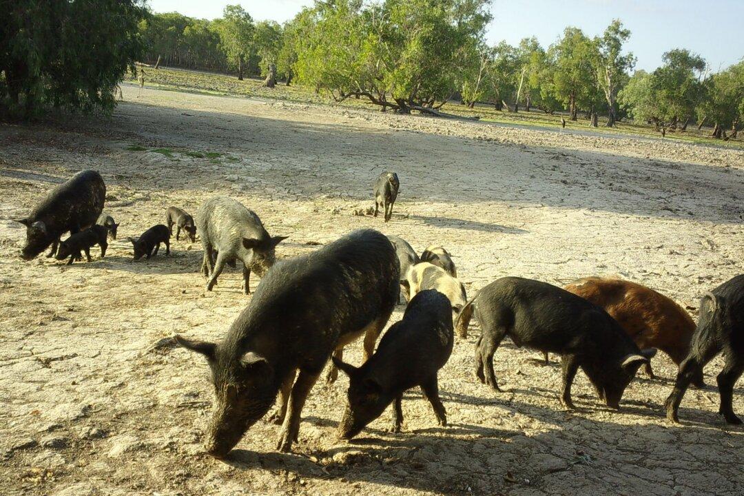 Farmers Call for Drastic Action Over Feral Pig ‘Crisis’