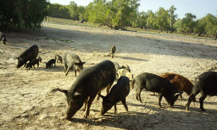 Kakadu National Park Rangers Shoot 6,000 Pigs After 3-year Hiatus