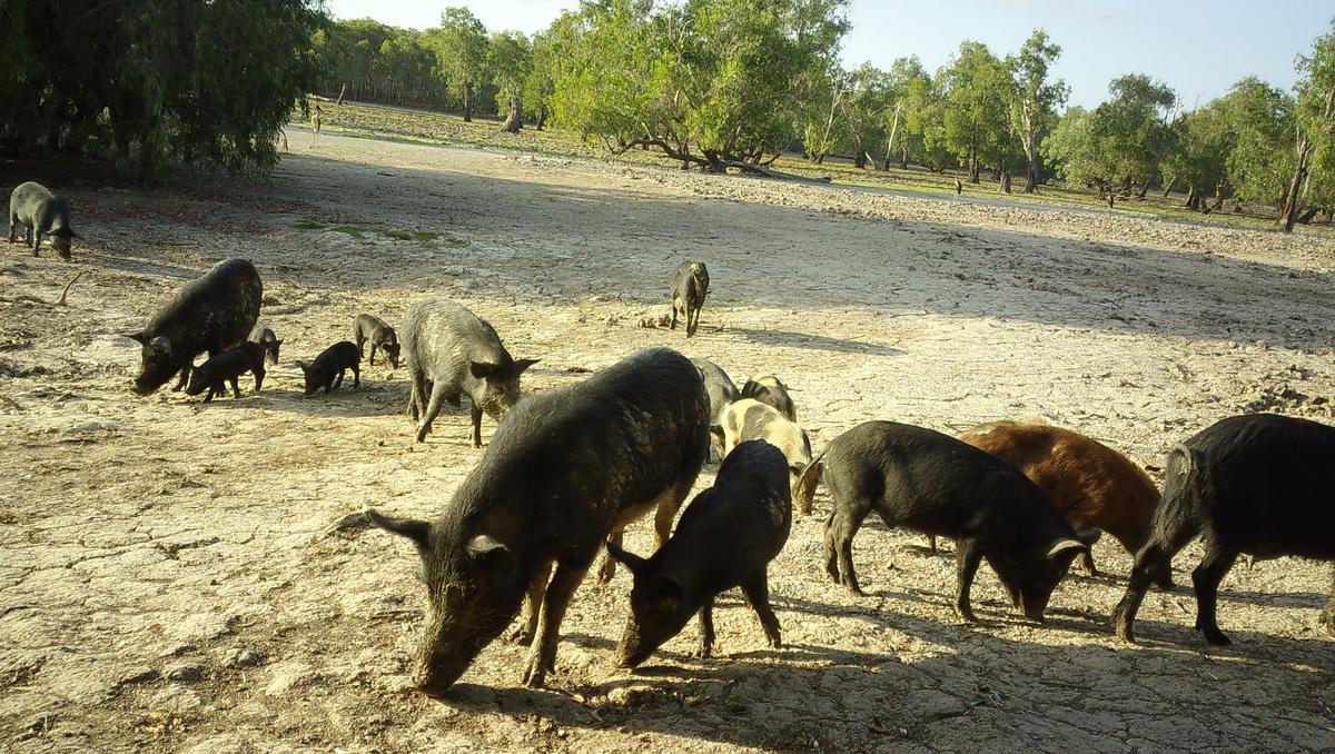 Kakadu National Park Rangers Shoot 6,000 Pigs After 3-year Hiatus