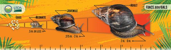 Lifespan of a Giant African Land Snail.<br/>(Courtesy, Florida Agriculture Commission)