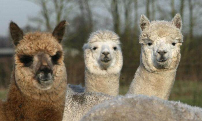 Japanese Researchers Discover Antibodies From Alpacas Can Combat COVID-19 Variants