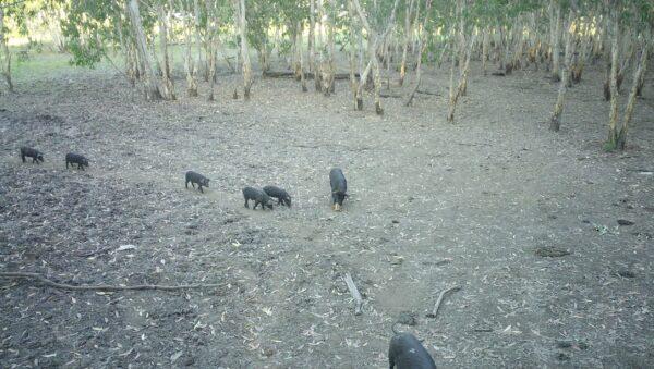 Feral pigs caught on motion detecting camera in the northern region of Kakadu National Park. (Parks Australia)