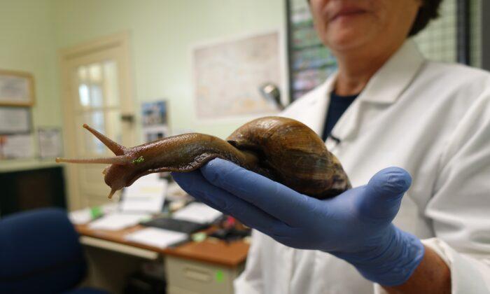 Florida County Under Month-Long Quarantine Over Giant Snail Invasion