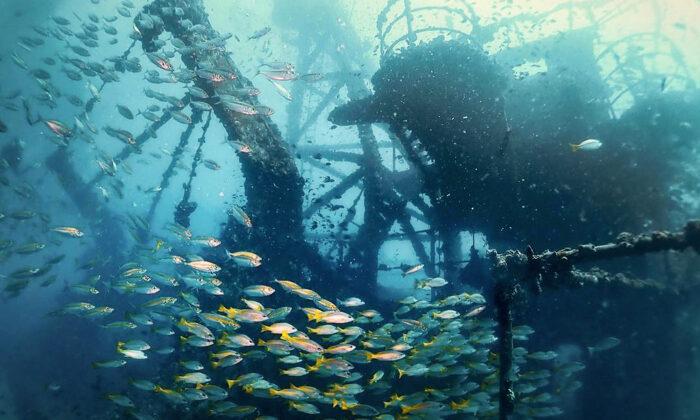 Dive Photographer Explores Haunting Sunken War Shipwreck-Reef With Schools of Fish Off Thai Island