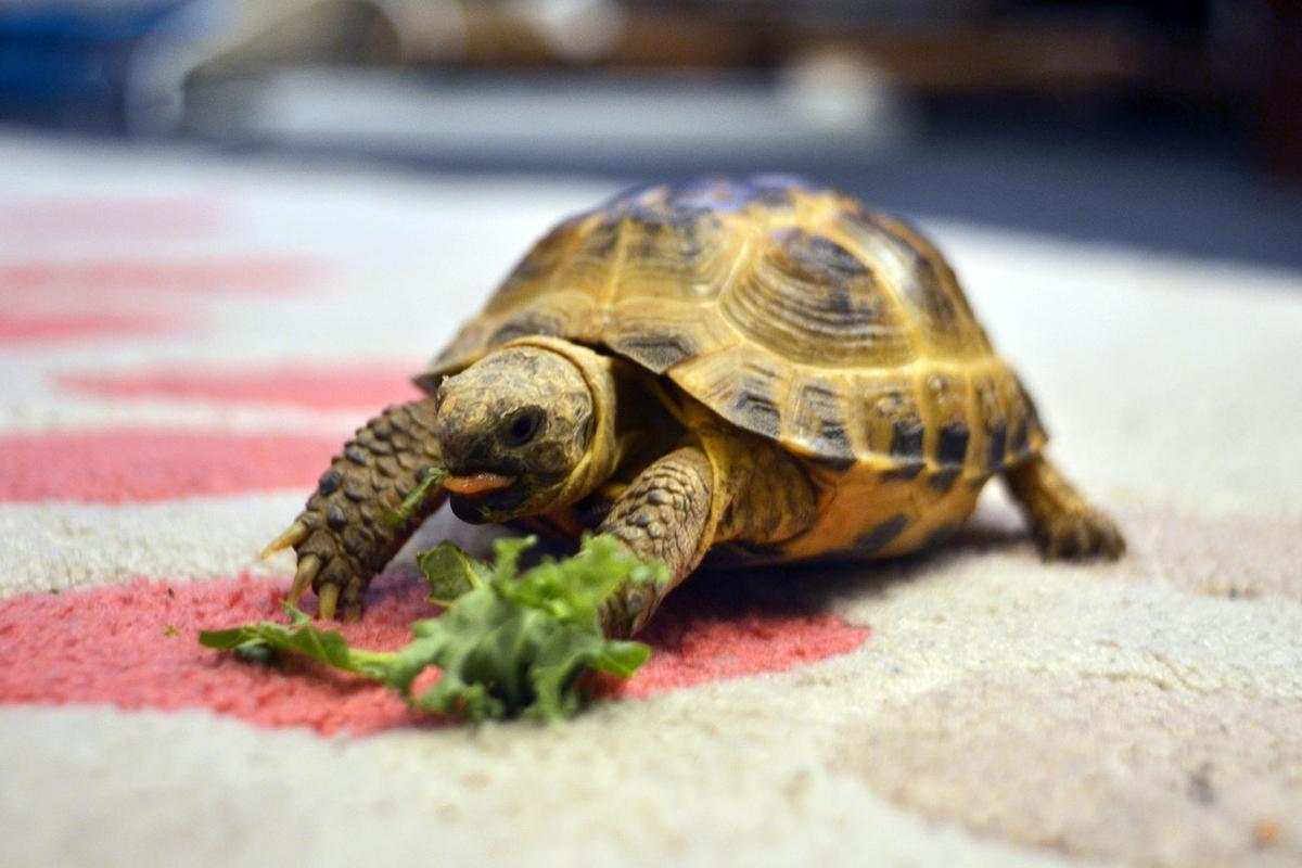 Salmonella Outbreak Across Multiple US States Linked to Turtles, CDC Warns