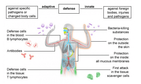 A diagram of the body's immune system. (NIH/screenshot via The Epoch Times)