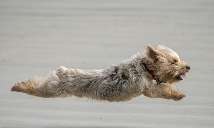 The Top 5 Dog Friendly Beaches in South Carolina. Take a Look
