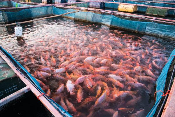 While some small boutique fish farms offer a safe and nutritious food, many industrial-sized fish farms sell drugged up, diseased, over-stressed fish. (rherecoach/Shutterstock)