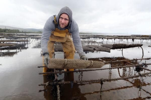 An oyster farmer at Culmore Point on Lough Foyle, at the border between Londonderry in Northern Ireland and Donegal in the Republic of Ireland, on April 26, 2017. (PAUL FAITH/AFP via Getty Images)