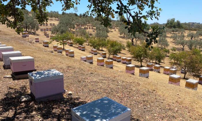 The apiary at Ermionis. (Tim Johnson)