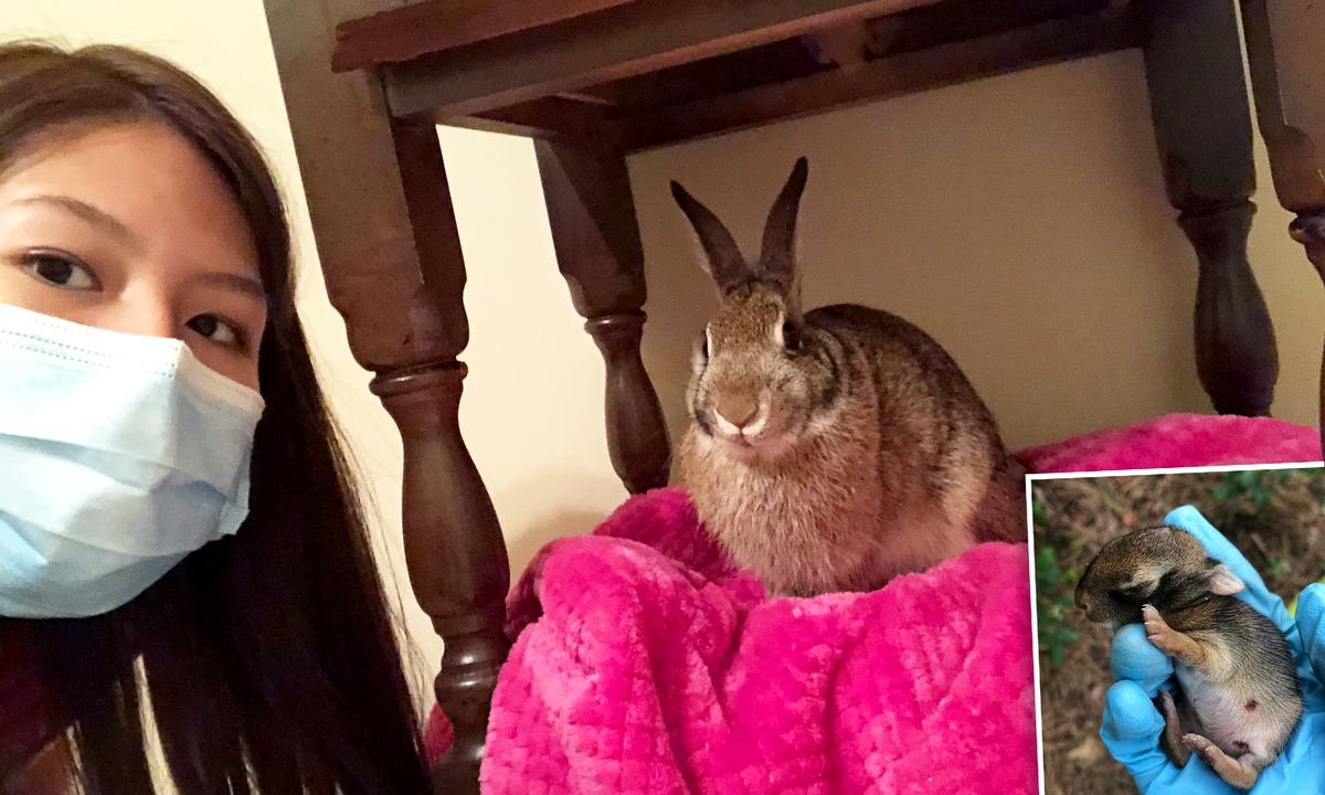 Wild Rabbit Returns to Visit the Lady Who Rescued Her as an Orphaned Newborn and Raised Her