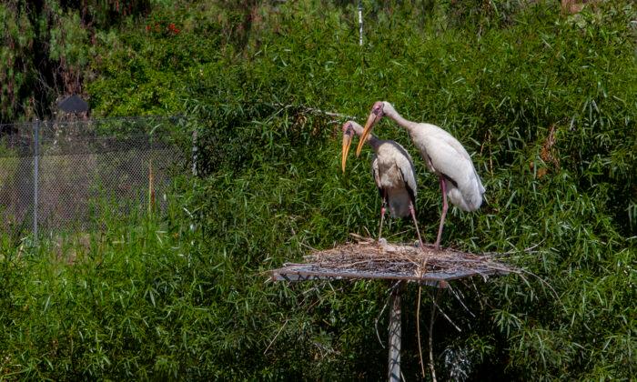 Safari Park Relocating Birds in Response to Avian Flu Outbreak