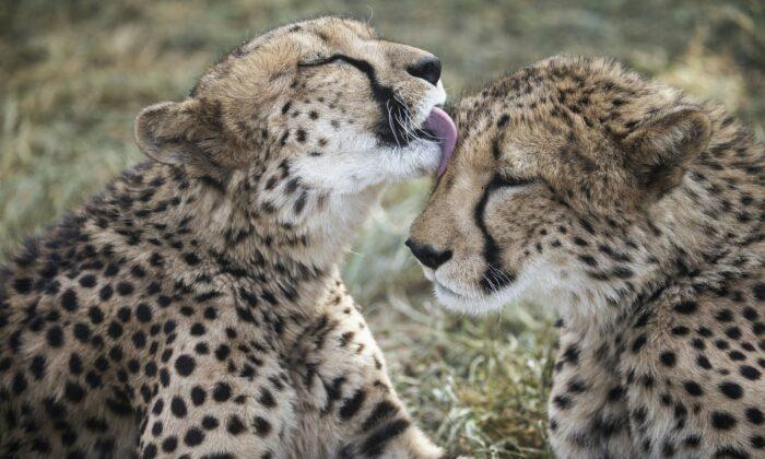 8 Cheetahs to Fly From Namibia to India For Attempt to Reintroduce Species Back Into Wilderness
