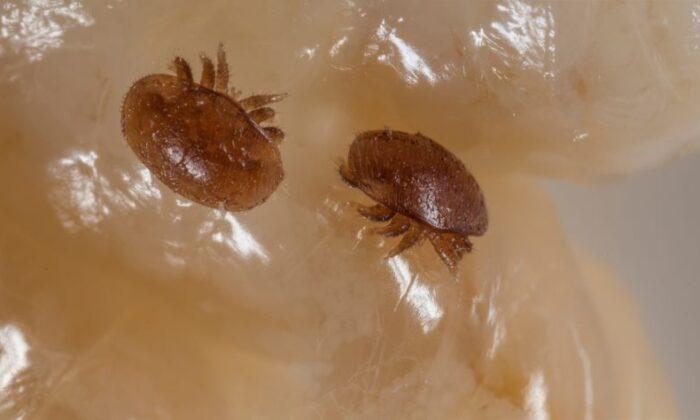 Varroa Mite Detected Near Coffs Harbour in NSW, Biosecurity Zone Established