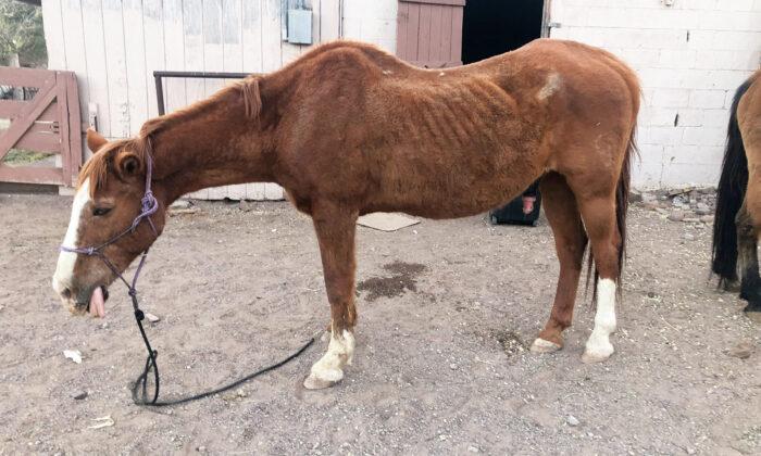 Aged Horse About to Be Sold to Butchers in Mexico Gets Rescued, Thrives With Loving Care