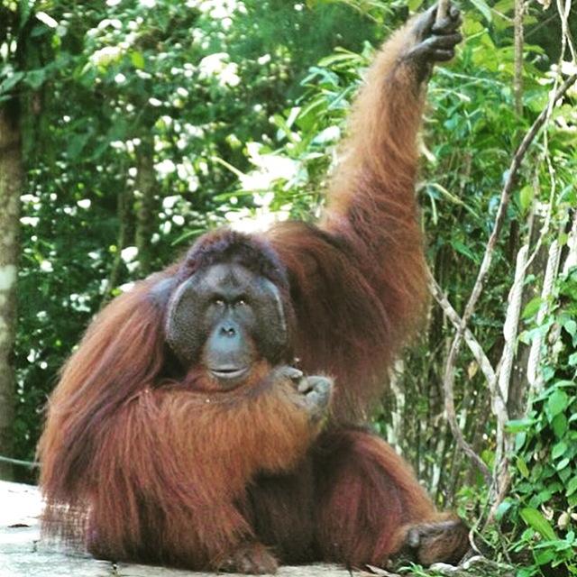 See semi-wild orangutans at Semenggoh Wildlife Centre, a short drive from Kuching. (Courtesy of Evie Farrell)