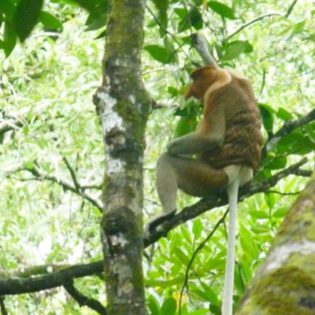 Proboscis monkey at Bako National Park. (Courtesy of Evie Farrell)