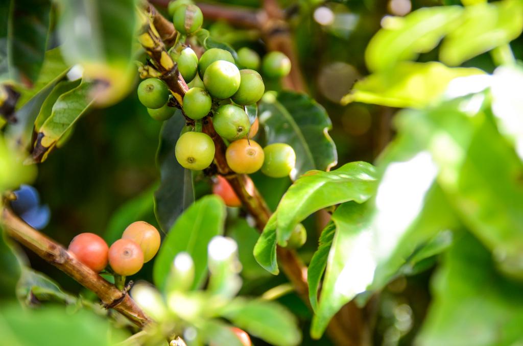 Coffee berries. (Kaanapali Beach Resort Association)