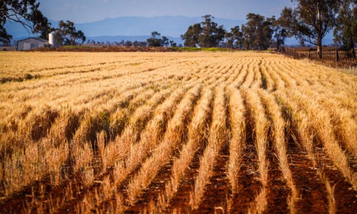 Australian Croppers Warn Winter Harvest Is Not Looking Great
