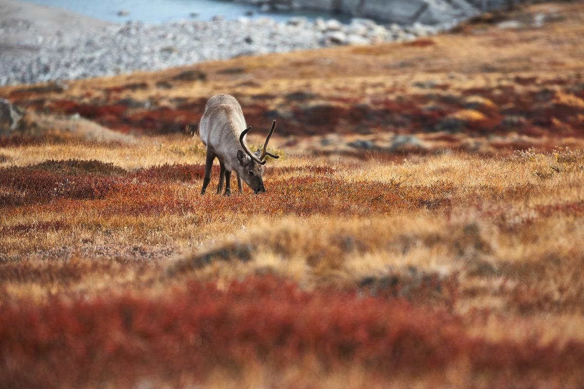 A reindeer grazes near Kangerlussuaq. (Peter-Lindstrom/Visit-Greenland)