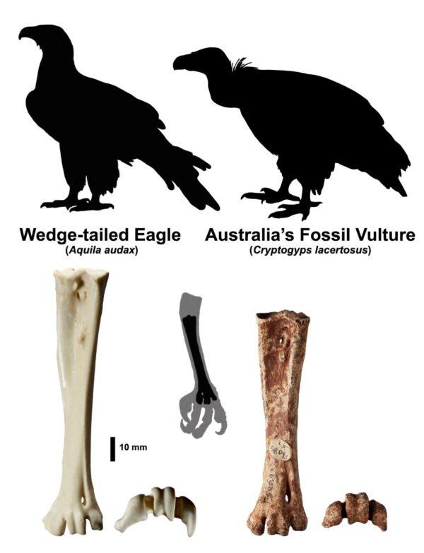 The bones of the Wedge-Tailed Eagle (L) and the new fossil (R) demonstrate the differences between the two species' bone structures. (Image supplied by Flinders University)