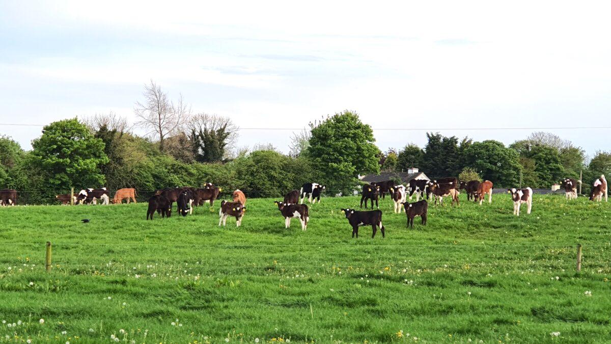 A herd of cattle grazing in Co. Laois, Ireland, on May 7, 2022. (Lily Zhou/The Epoch Times)