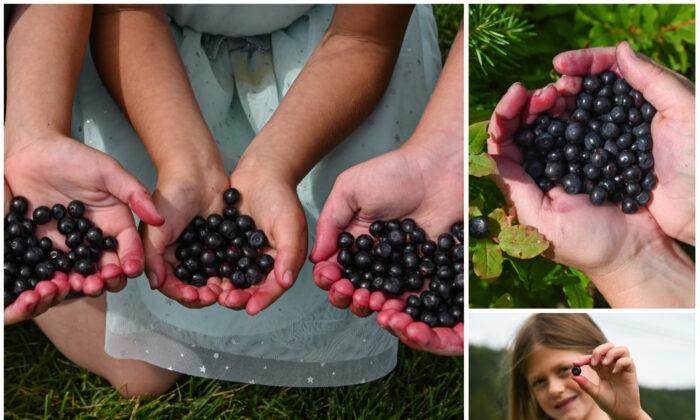Huckleberry Everything: It’s the Season for the Beloved, Stubbornly Wild Berry of the Mountain West