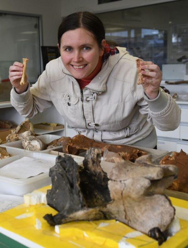 Ellen Mather in the lab holding the lower leg bone of an African vulture and the fossilized bone of the ancient Australian vulture at Flinders University Paleontology Lab in July 2022, Adelaide, Australia. (Image supplied by Flinders University)