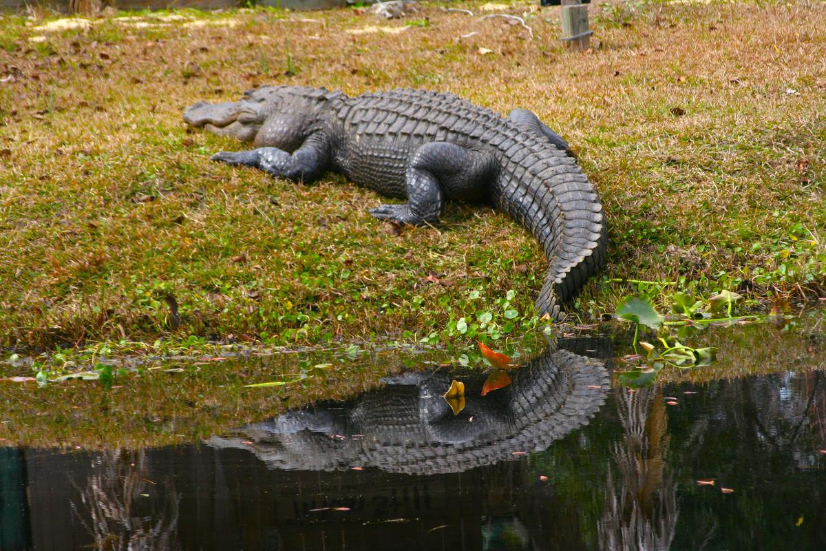 The American alligator is Okefenokee Swamp’s most famous denizen. According to the U.S. Fish and Wildlife Service, some 15,000 of the once-endangered crocodilian reptiles live in the swamp. (Mary Ann Anderson/TNS)