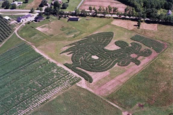 Rooster – El Pollo Loco, corn maze 2006. (Courtesy of Treworgy Family Orchards)