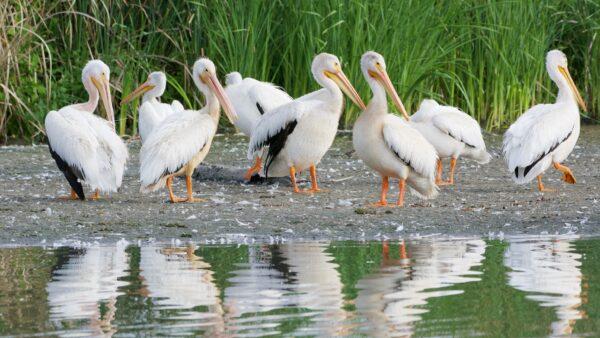 American white pelicans preen on the bank of Adobe Creek. (Courtesy of Karen Gough)