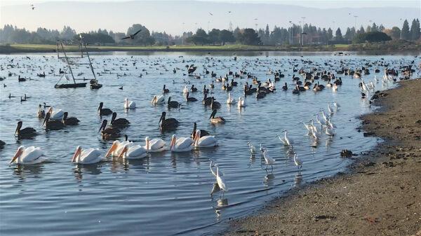 Egrets, pelicans, cormorants, and terns join a feeding frenzy on a November morning on Shoreline Lake. (Courtesy of Karen Gough)