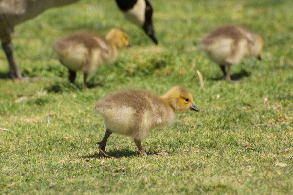 Fuzzy yellow Canadian goslings stay close together at Shoreline Park. (Courtesy of Karen Gough)