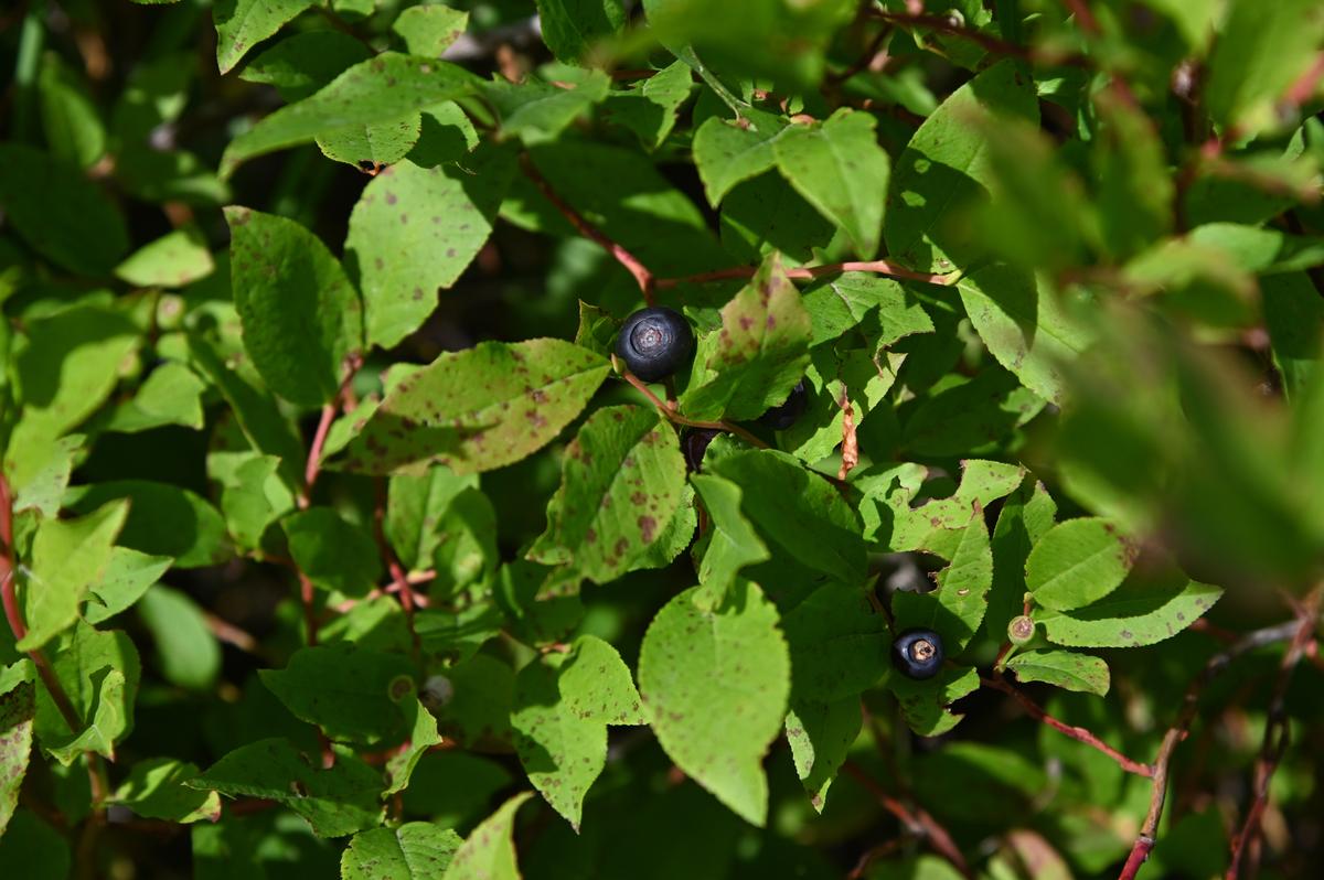 Huckleberries refuse to be domesticated, requiring foraging in the mountain wilderness—or finding commercial sellers who forage for you. (Courtesy of Schweitzer Mountain Resort)