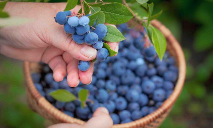 Eating Handful of Blueberries Daily May Improve Brain Function, Lower Blood Pressure
