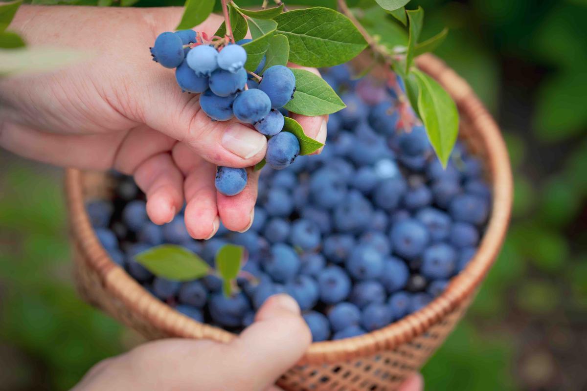 Eating Handful of Blueberries Daily May Improve Brain Function, Lower Blood Pressure