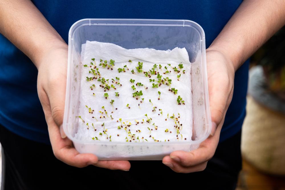 Germinating seeds on a damp paper towel is cleaner and up to three times faster than soil. (ThamKC/Shutterstock)