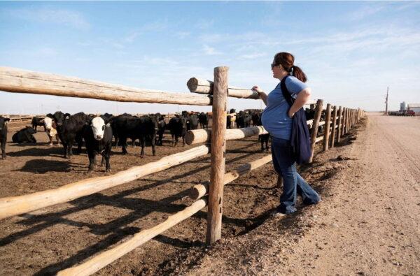 Veterinarian Tera Barnhardt checks on a cattle pen at Cattle Empire feedyard in Satanta, Kansas, in this undated handout picture. (Tera Barnhardt/Handout via Reuters)