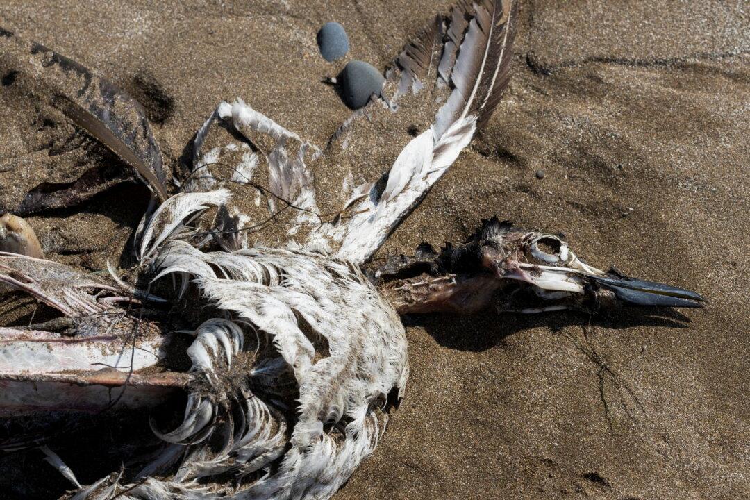 Thousands of Dead Migrant Seabirds Wash Up on Canada Shore, Avian Flu Suspected