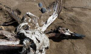 Thousands of Dead Migrant Seabirds Wash Up on Canada Shore, Avian Flu Suspected
