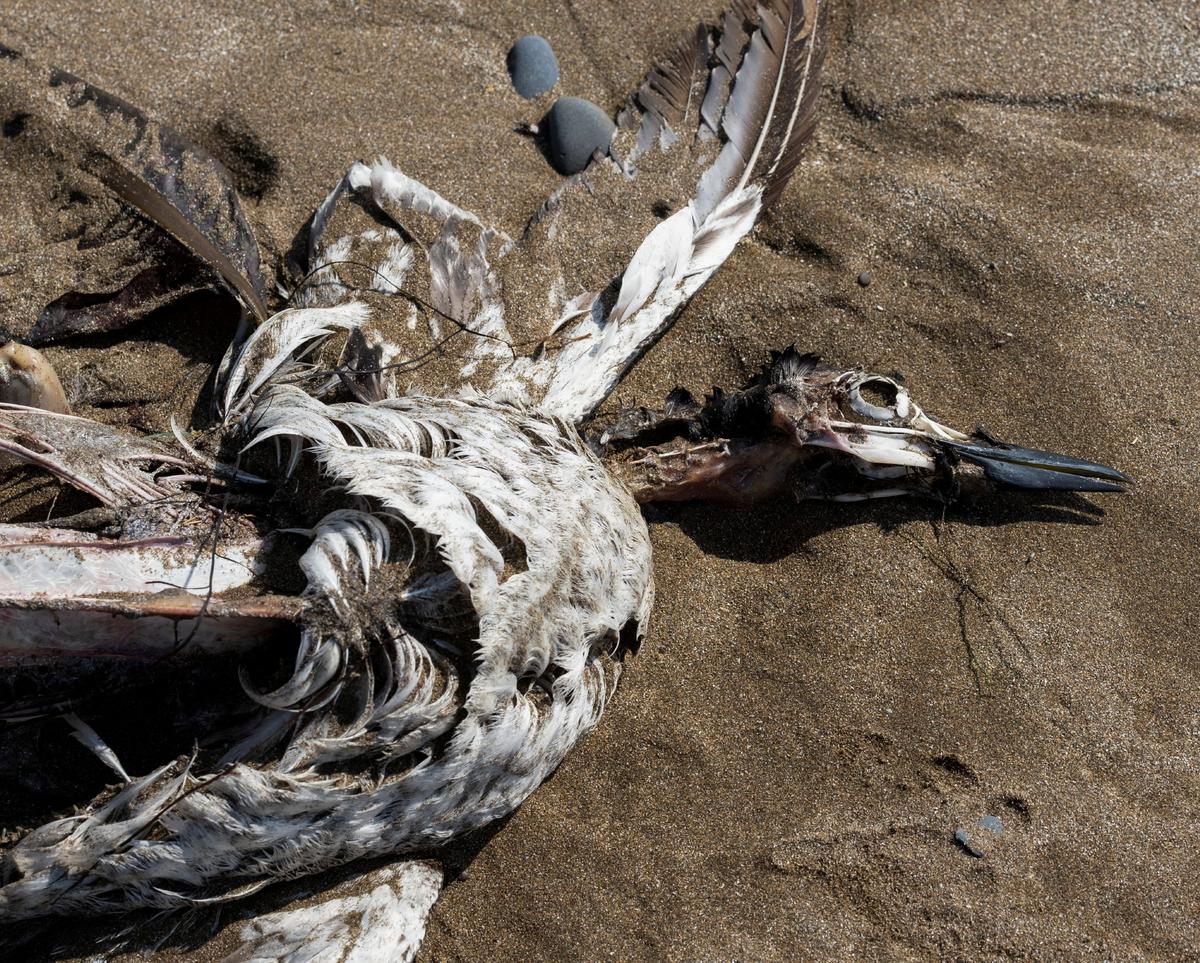 Thousands of Dead Migrant Seabirds Wash Up on Canada Shore, Avian Flu Suspected