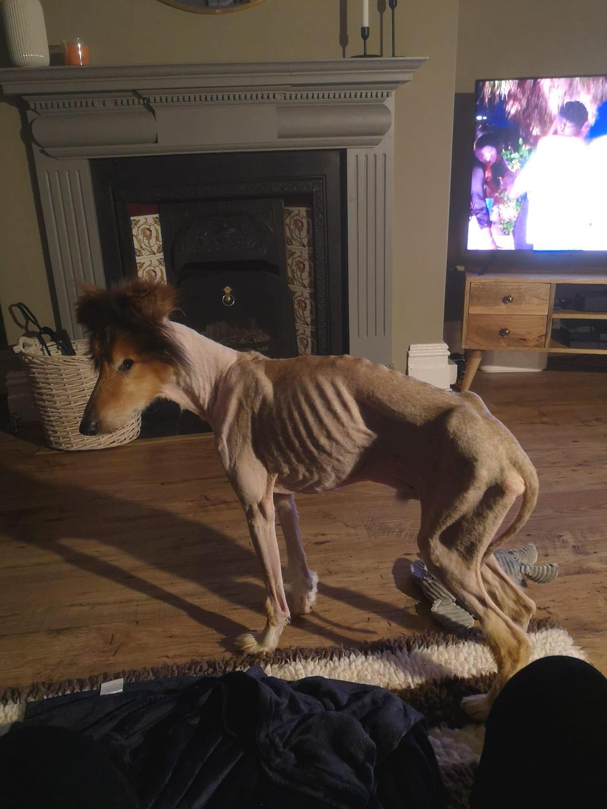 Seb was a 'bag of bones' when he was found. (Courtesy of <a href="https://www.rspca.org.uk/">RSPCA</a>)