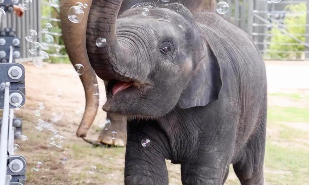 VIDEO: Baby Elephant Can't Wait to Pop Bubbles With His Trunk—'It’s Universally Cute'