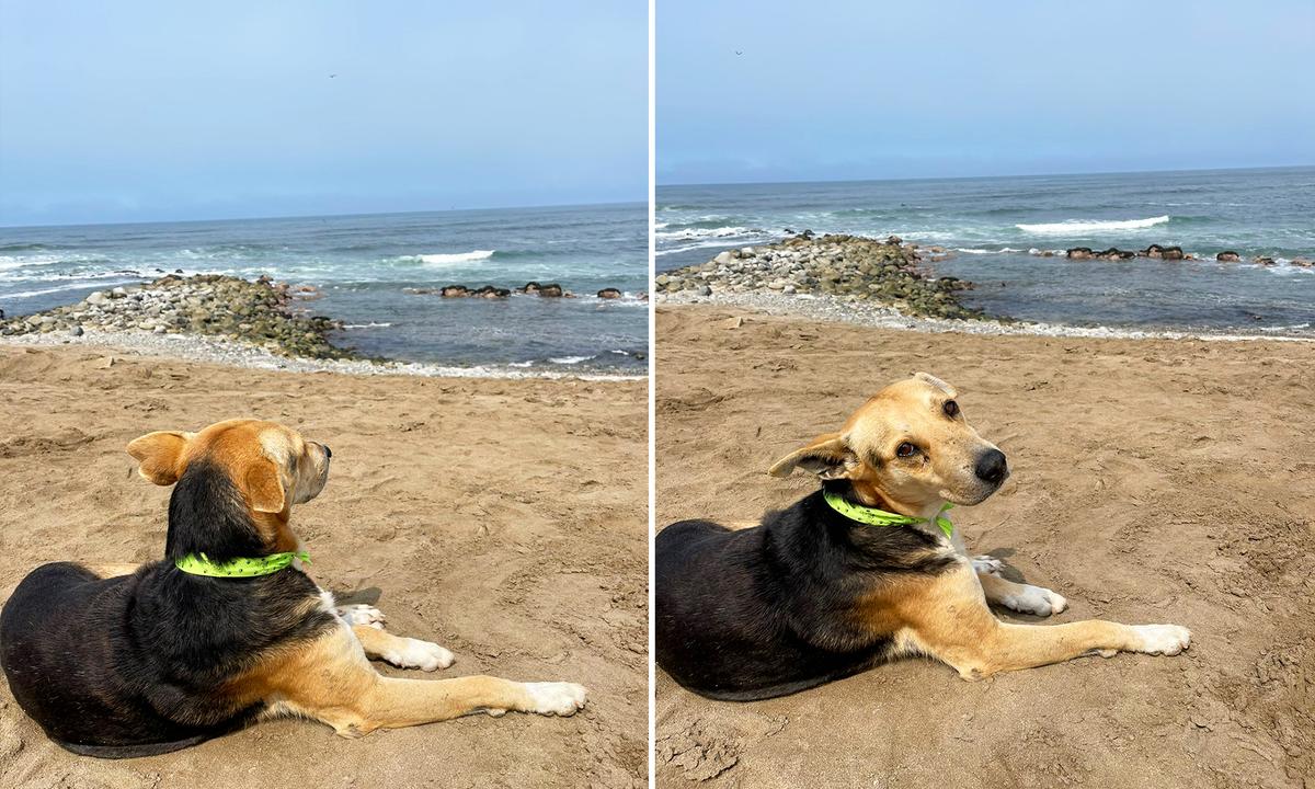 The Moving Story Behind Dog Sitting All Alone, Staring at the Sea: 'It Broke My Heart'