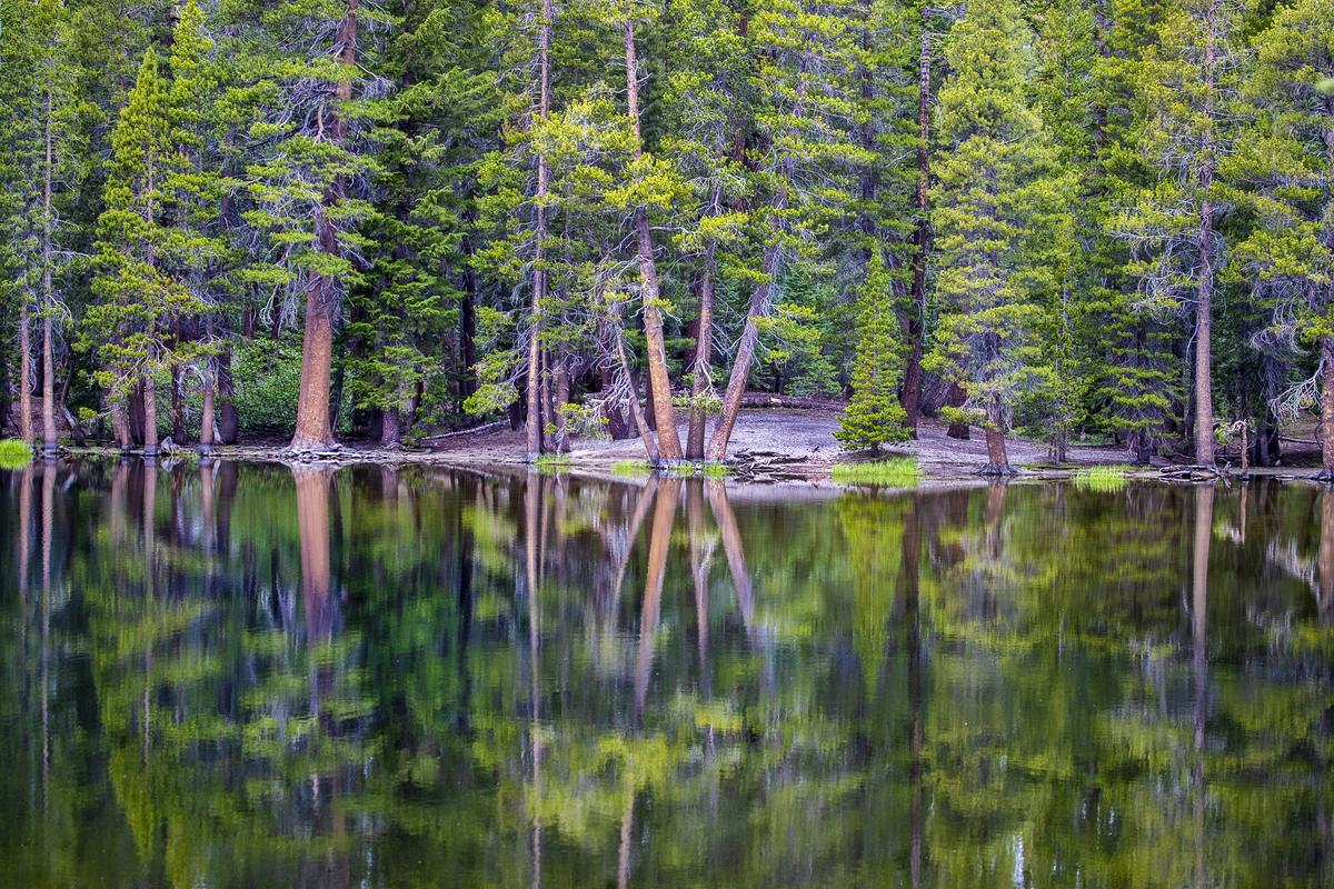 Trees reflect in the still waters of Sotcher Lake near Red's Meadow & Pack Station on June 21, 2022, in Mammoth Lakes, California. (Allen J. Schaben/Los Angeles Times/TNS)