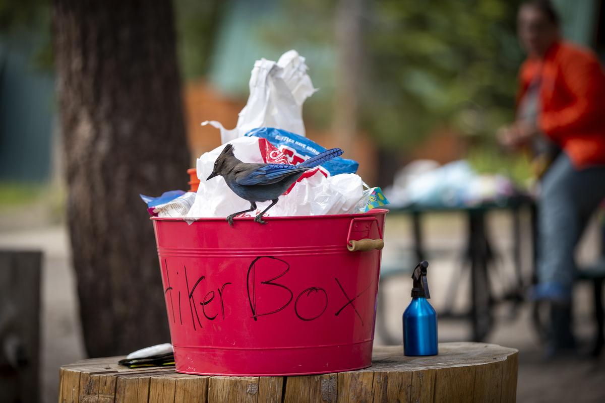 A bird perches on hiker box. The box is located at Red's Meadow Resort and Pack Station in Mammoth Lakes, California, where hikers share extra supplies and food on June 21, 2022, in Mammoth Lakes, California. (Allen J. Schaben/Los Angeles Times/TNS)