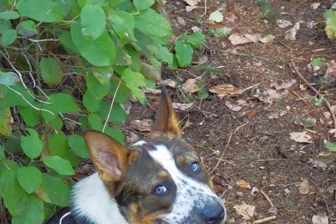 Tips For Travelling With Your Dog