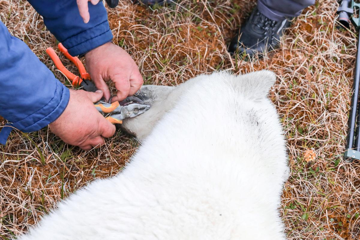 Specialists remove a tin can from the tongue of a sedated female polar bear in the Arctic settlement of Dikson on the Taymyr Peninsula, Russia, on July 21, 2022. (Courtesy of Nornickel via Reuters)